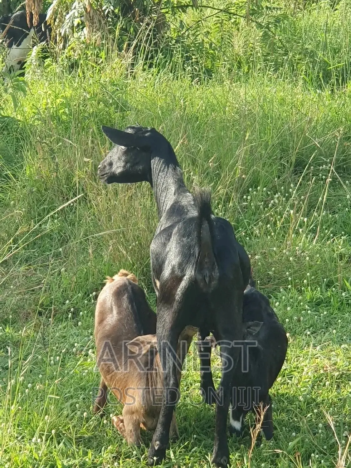 Black Female With Two Kids