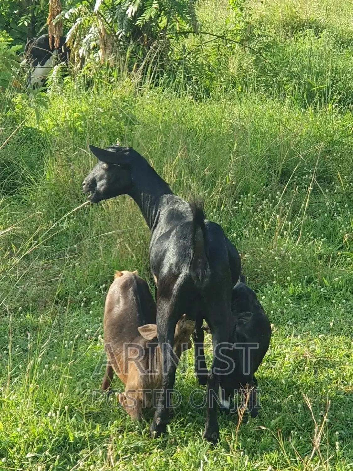 Black Female With Two Kids