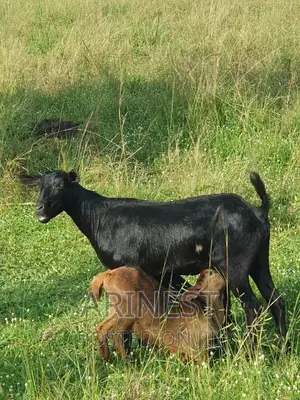 Black Female With Two Kids