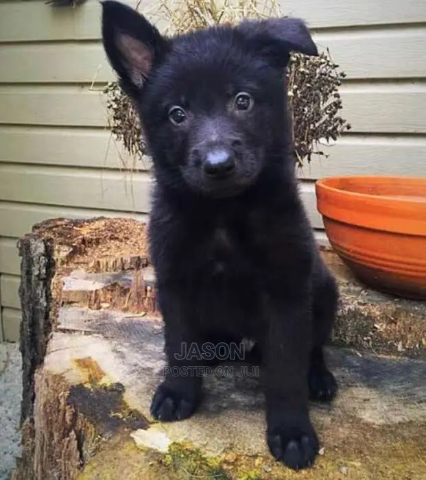 Black Beautiful German Sherperd Puppies