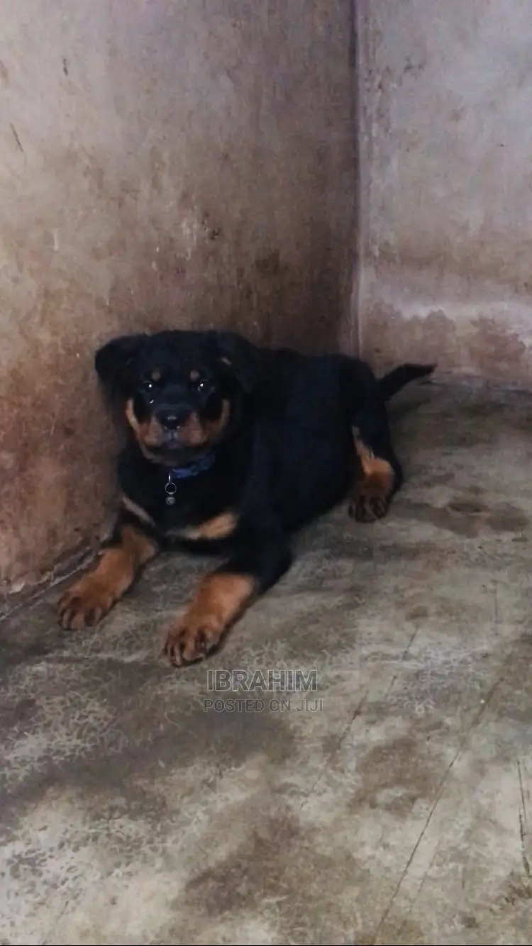 1-3 months Female Purebred Rottweiler
