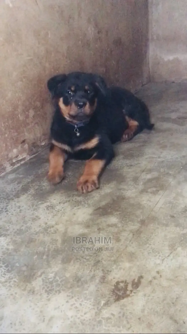 1-3 months Female Purebred Rottweiler