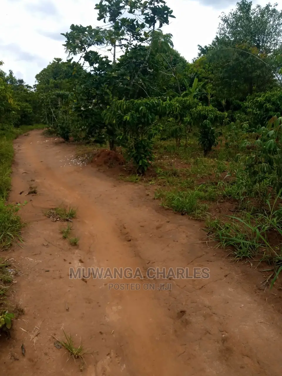 4acres of Land for Sale Zirobwe Tongo