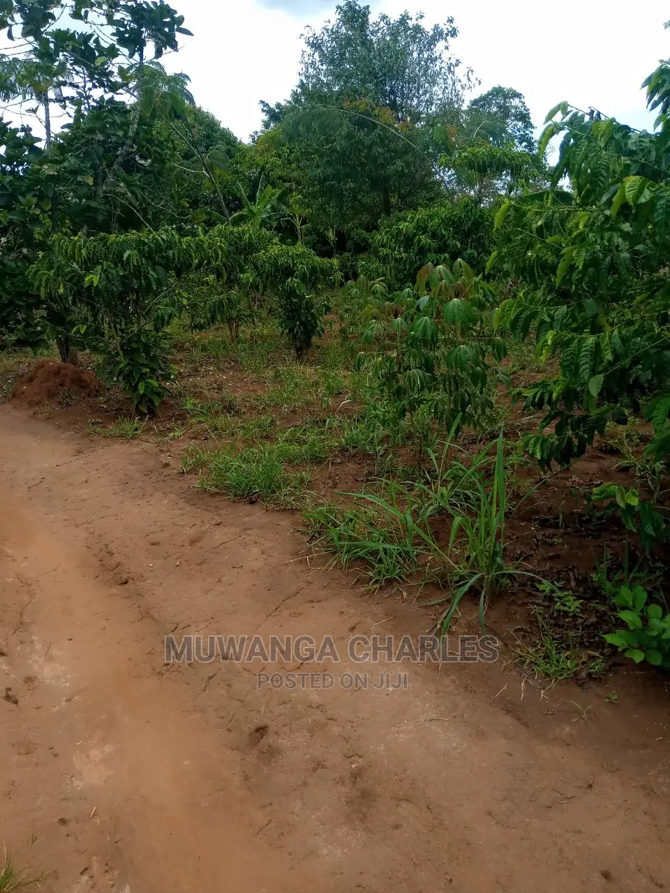 4acres of Land for Sale Zirobwe Tongo