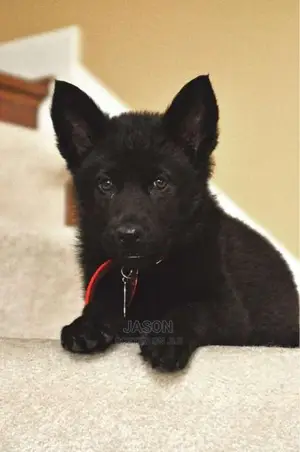 Black Beautiful German Sherperd Puppies