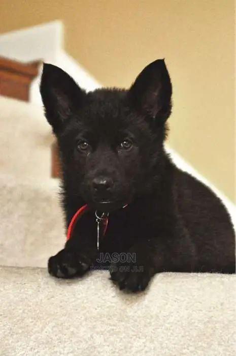 Black Beautiful German Sherperd Puppies