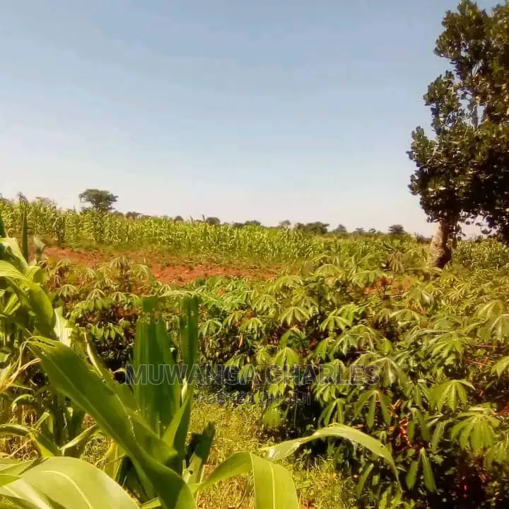 Plot's in Gayaza Kijabijo