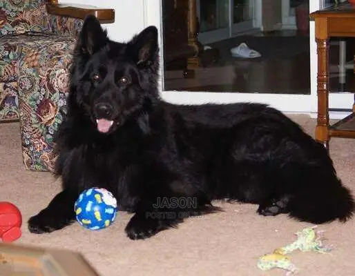 Black Beautiful German Sherperd Puppies