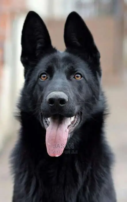Black Beautiful German Sherperd Puppies