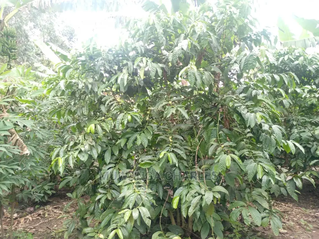 5acres for Sale at Kikyusa