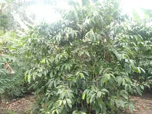5acres for Sale at Kikyusa