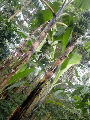 5acres for Sale at Kikyusa