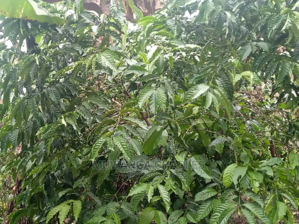 5acres for Sale at Kikyusa