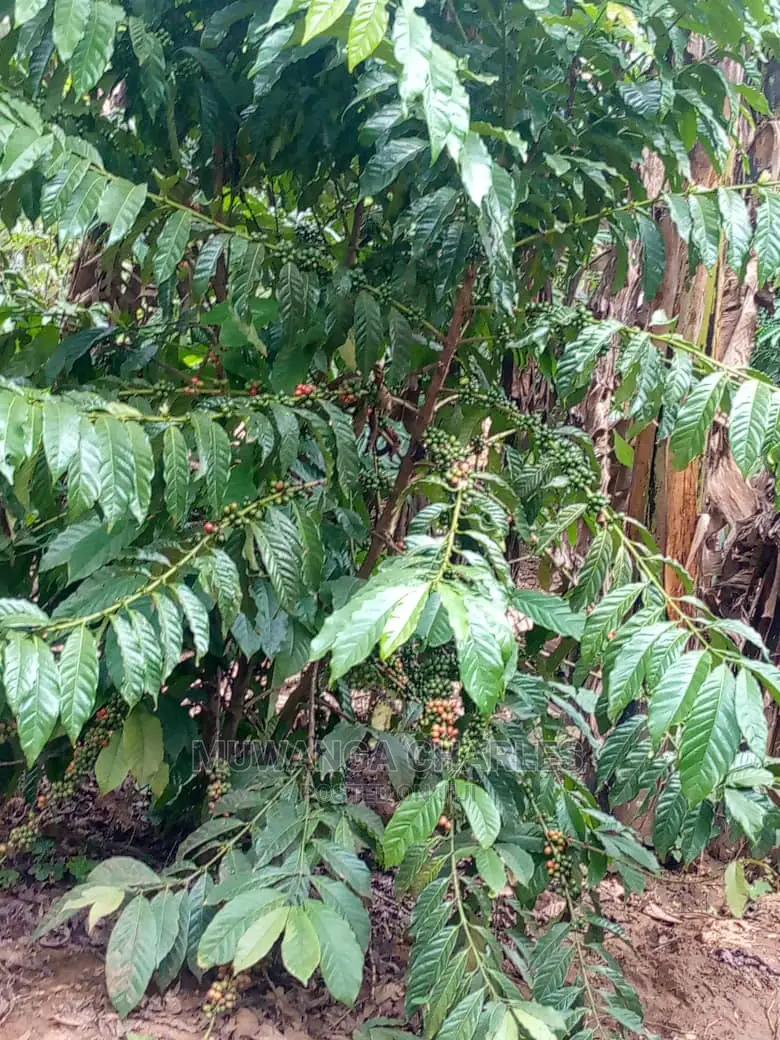 5acres for Sale at Kikyusa