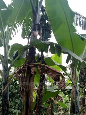 5acres for Sale at Kikyusa