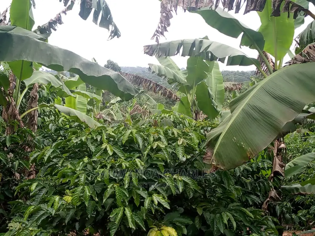 5acres for Sale at Kikyusa