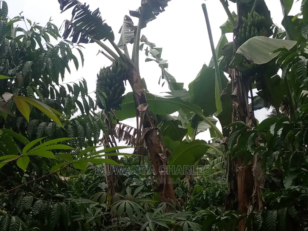 5acres for Sale at Kikyusa