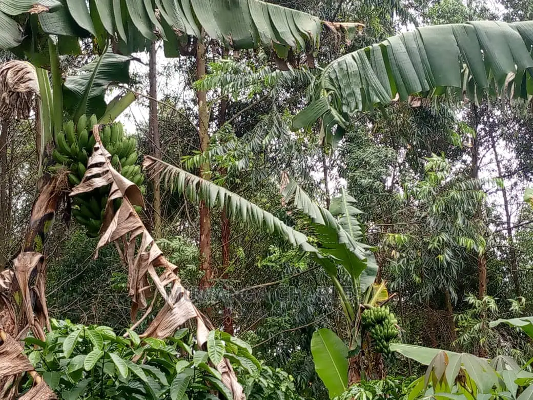 5acres for Sale at Kikyusa