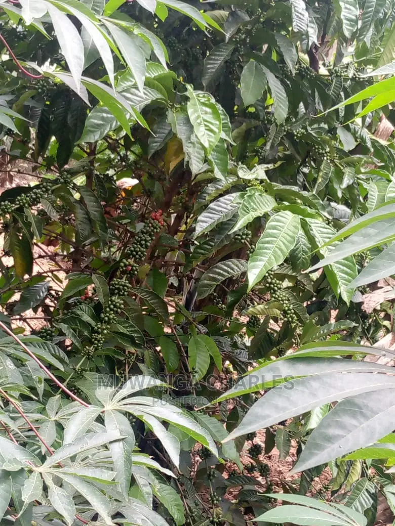 5acres for Sale at Kikyusa