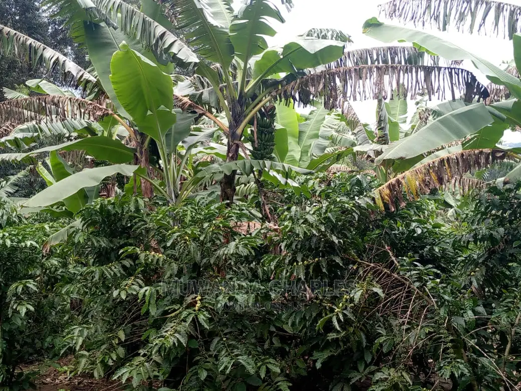 5acres for Sale at Kikyusa