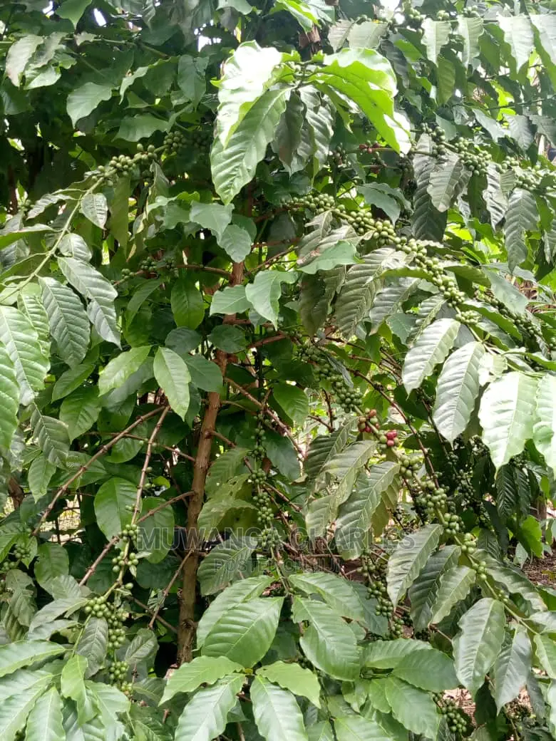 5acres for Sale at Kikyusa