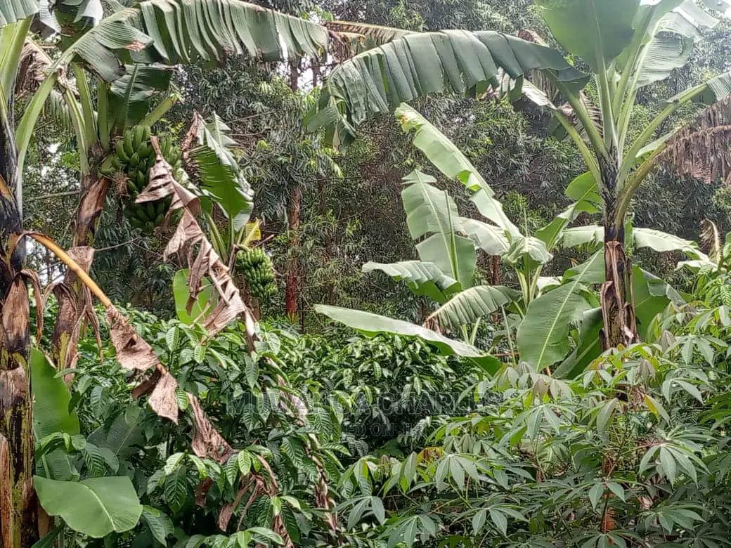 5acres for Sale at Kikyusa