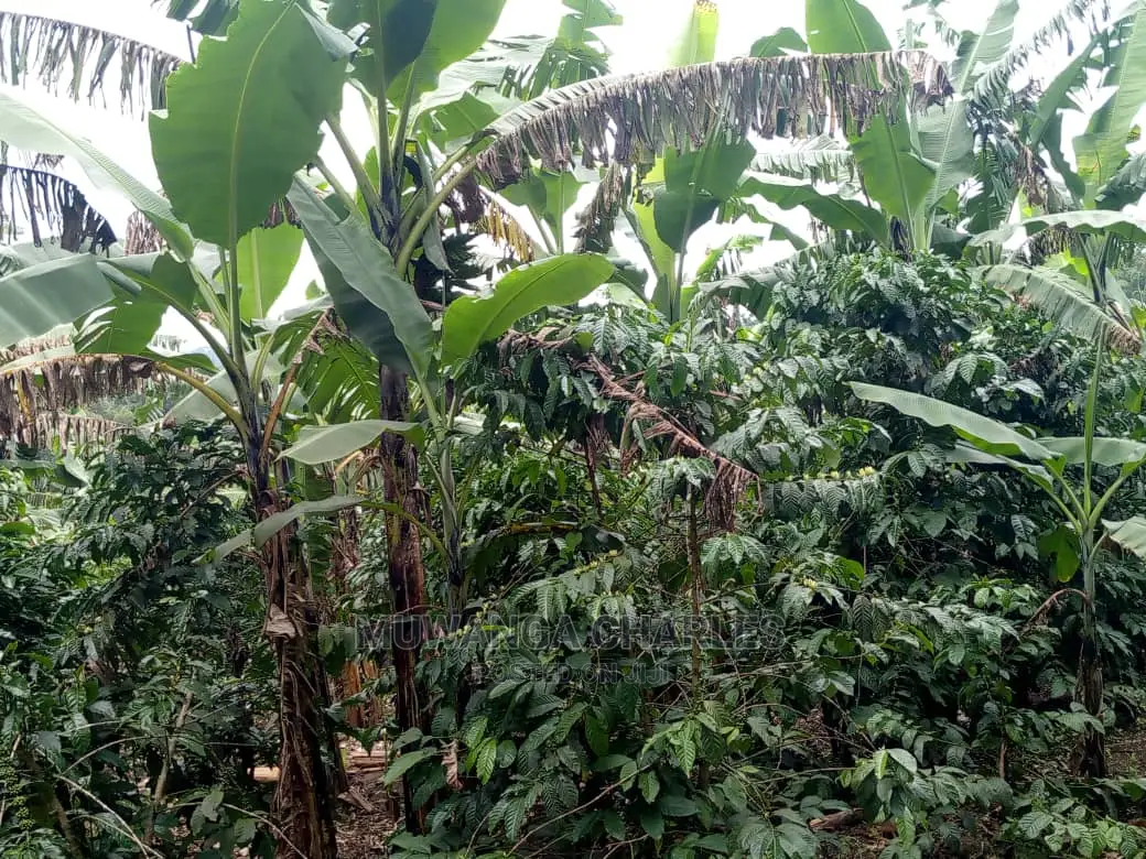 5acres for Sale at Kikyusa