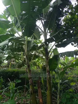 100acres of Land for Sale at Luwero Mazzi