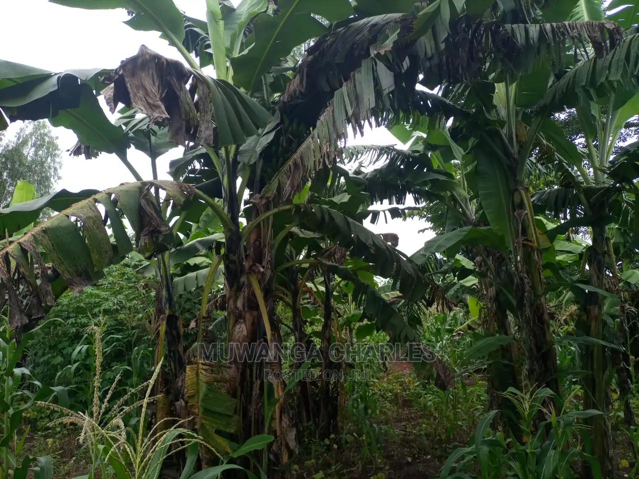 100acres of Land for Sale at Luwero Mazzi
