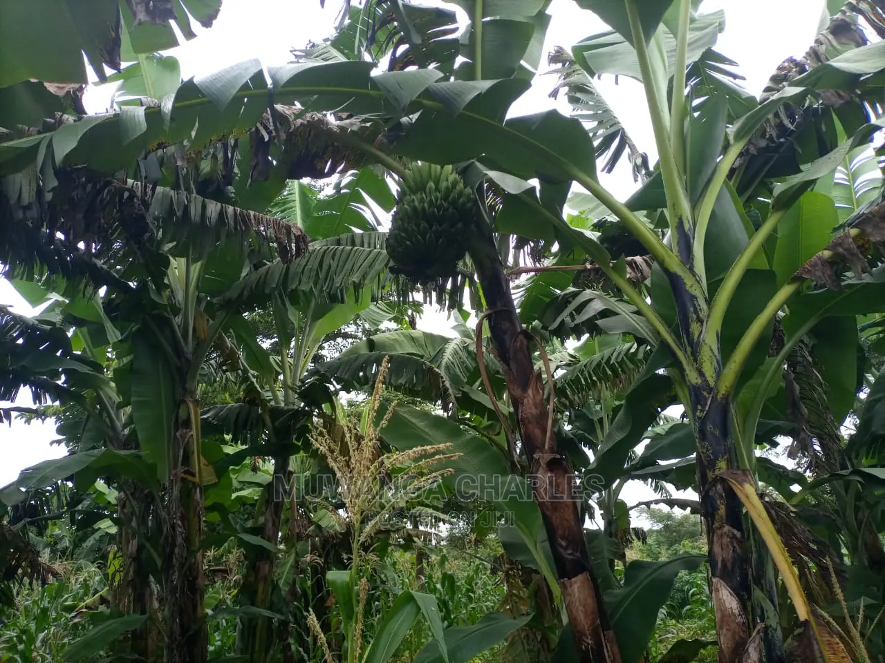 100acres of Land for Sale at Luwero Mazzi