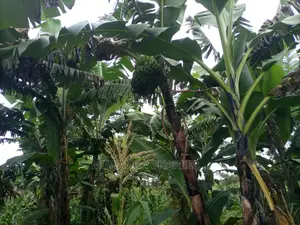 100acres of Land for Sale at Luwero Mazzi