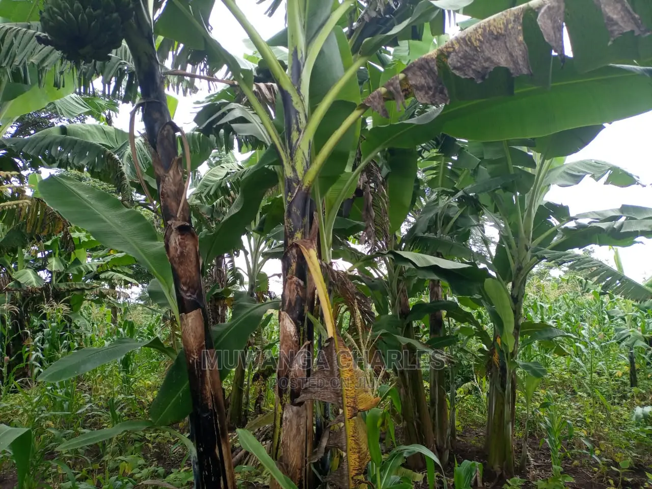 100acres of Land for Sale at Luwero Mazzi