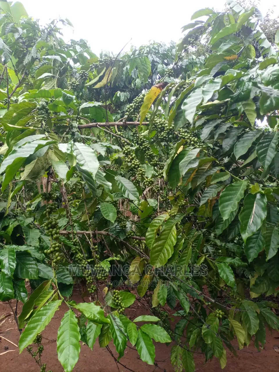 100acres of Land for Sale at Luwero Mazzi