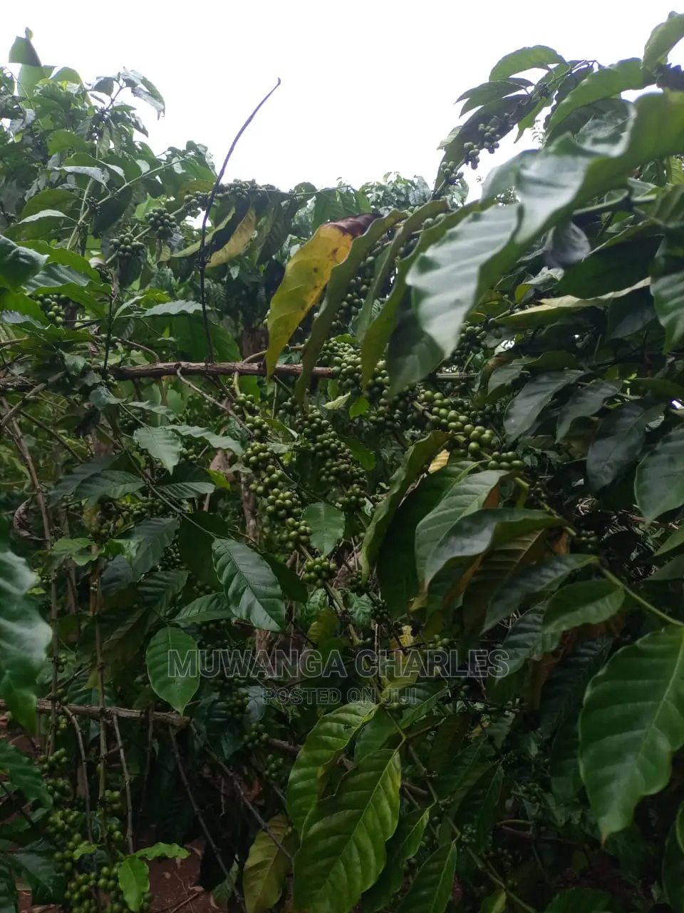 100acres of Land for Sale at Luwero Mazzi