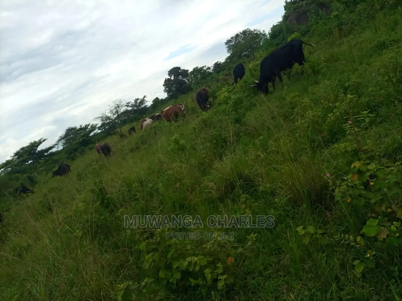100acres of Land for Sale at Luwero Mazzi