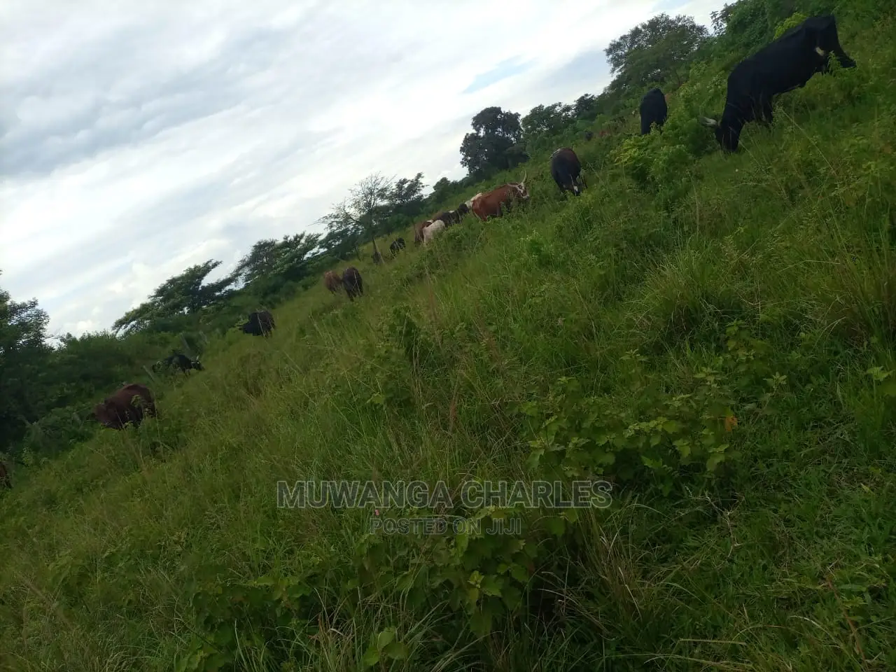100acres of Land for Sale at Luwero Mazzi