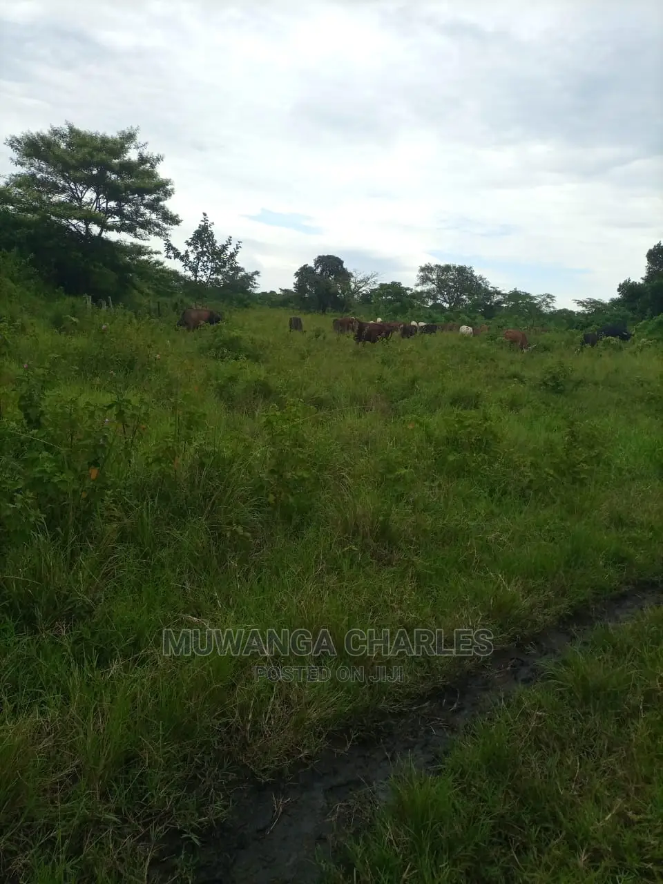 100acres of Land for Sale at Luwero Mazzi