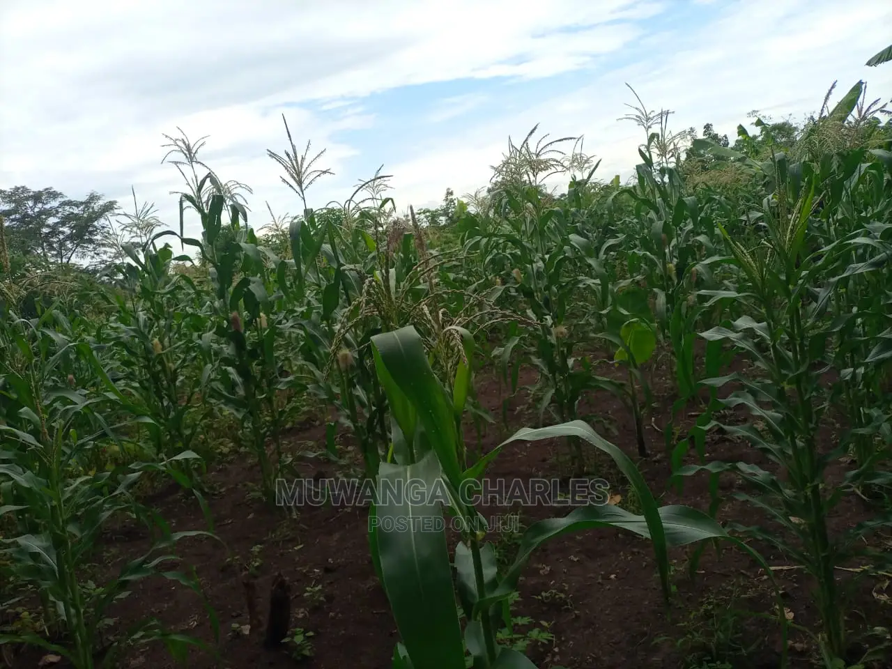 100acres of Land for Sale at Luwero Mazzi