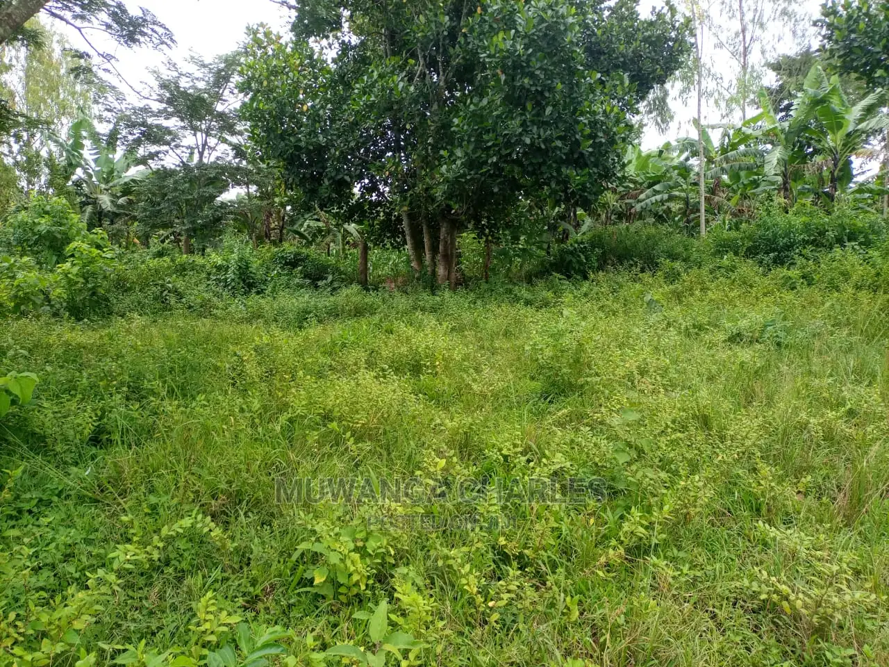100acres of Land for Sale at Luwero Mazzi