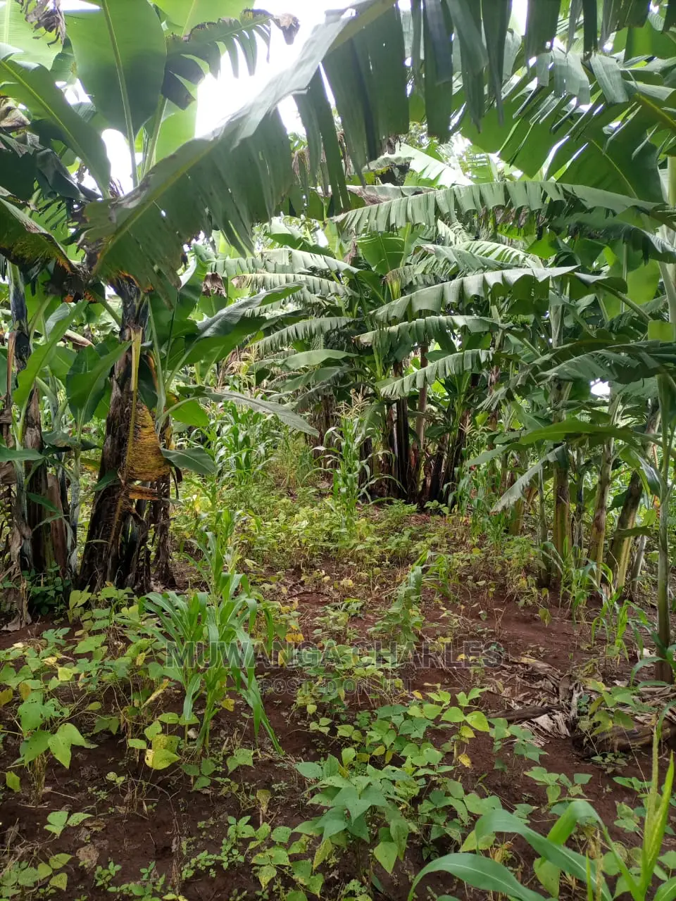 100acres of Land for Sale at Luwero Mazzi