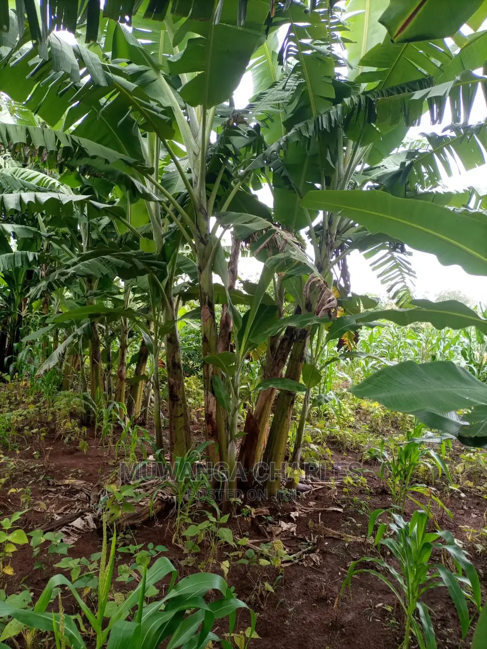 100acres of Land for Sale at Luwero Mazzi