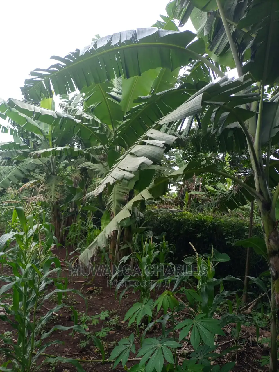 100acres of Land for Sale at Luwero Mazzi