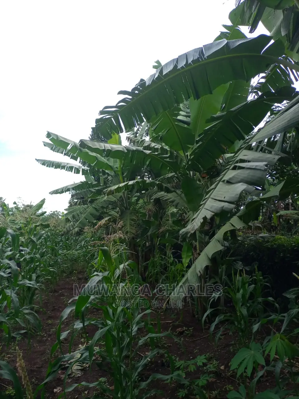 100acres of Land for Sale at Luwero Mazzi
