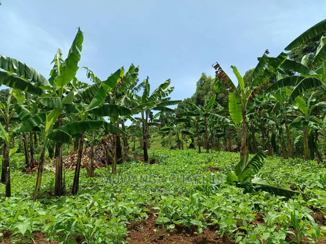 100acres for Sale in Luwero