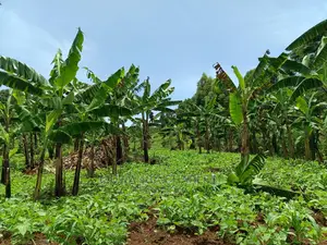 100acres for Sale in Luwero