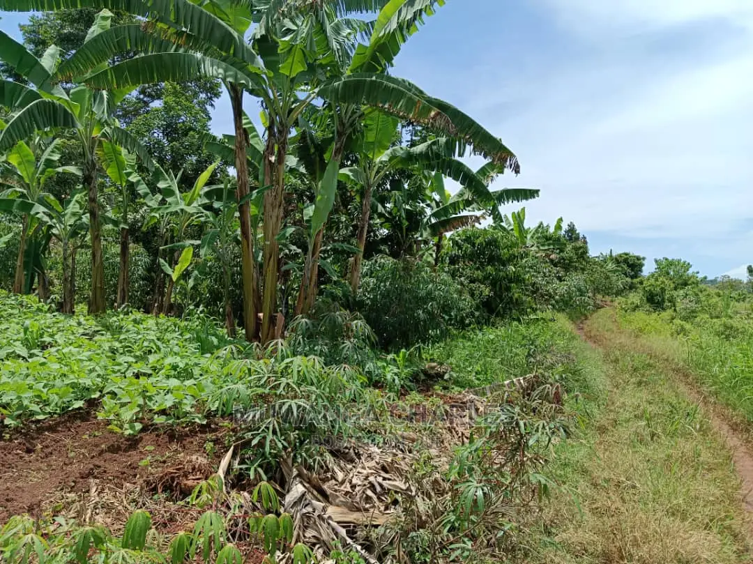 100acres for Sale in Luwero