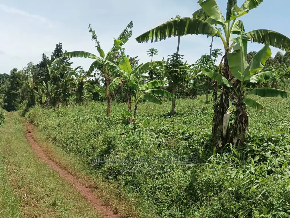100acres for Sale in Luwero