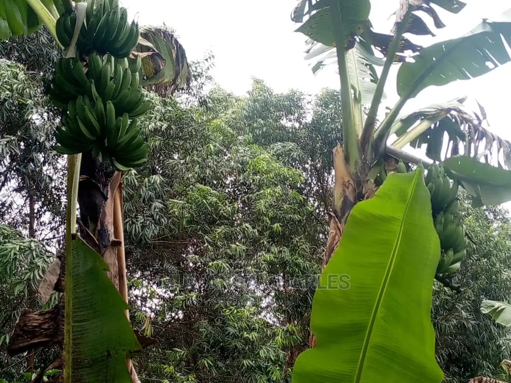 Land in Zirobwe for Sale