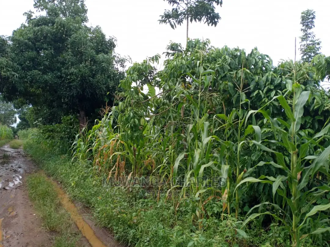 Land in Zirobwe for Sale