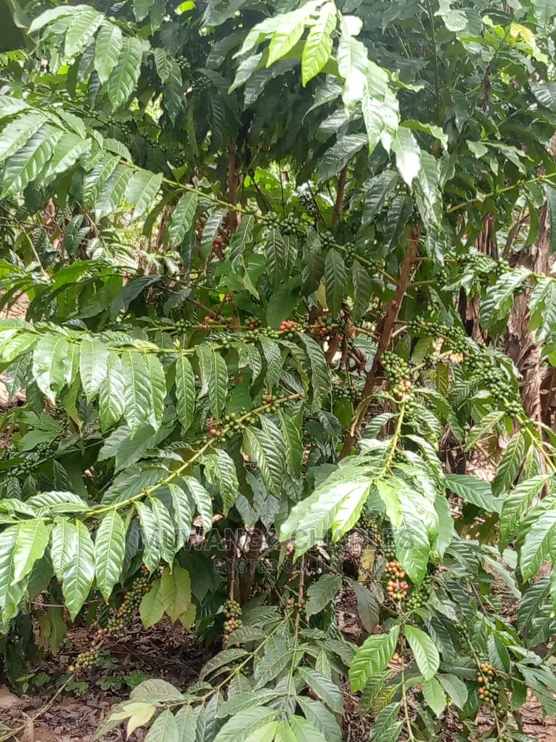 Land in Zirobwe for Sale